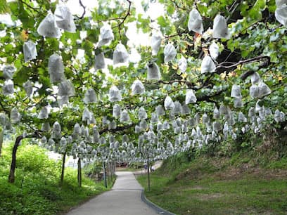 マル京果園
