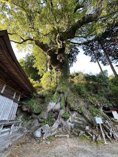 寺野の大楠